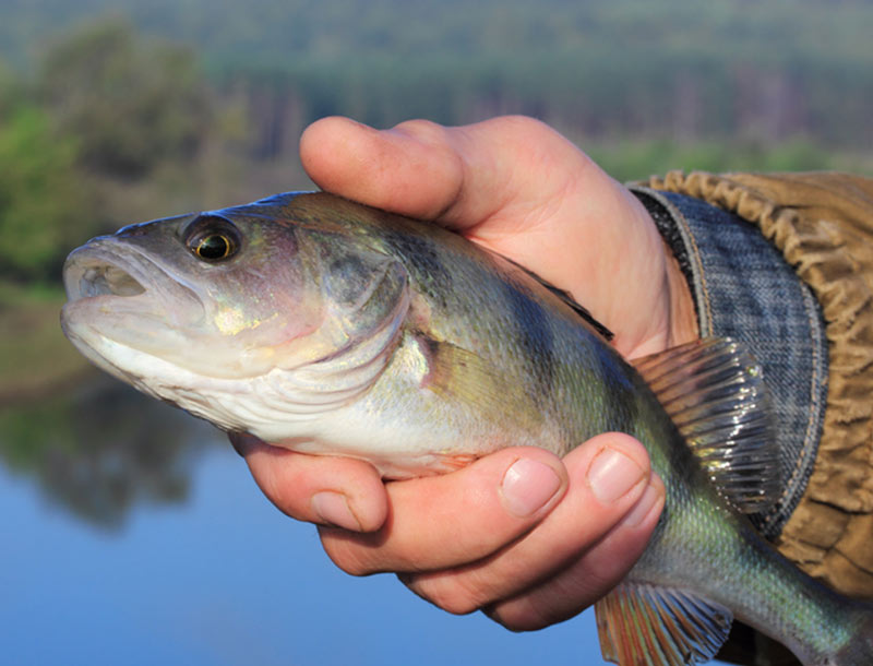Aquatic Ecological Assessments
