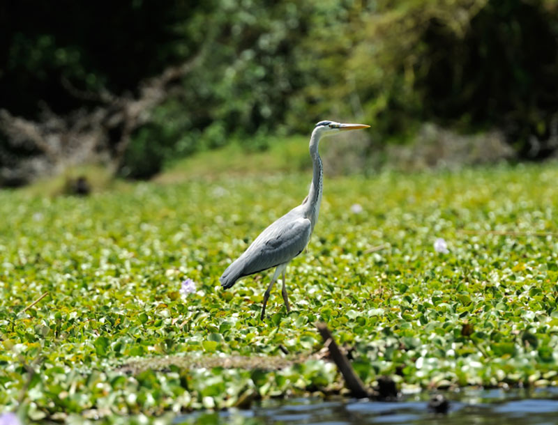 Wetland Assessments