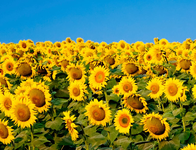 Precision Agricultural Surveys