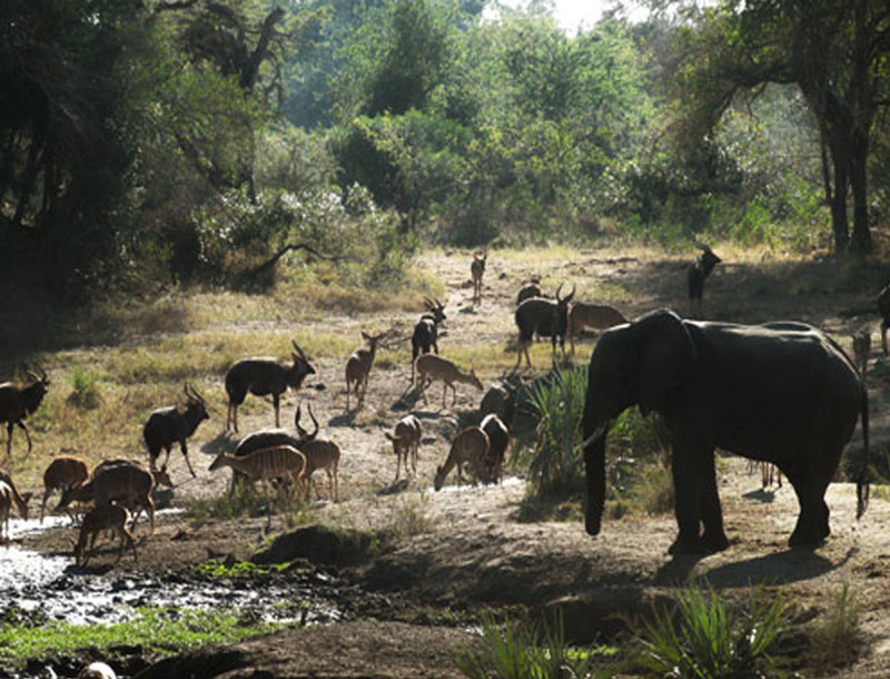 Wildlife and Conservation Management Area Services