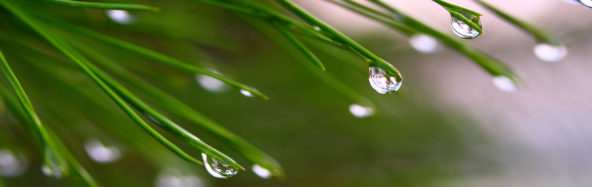 banner1
