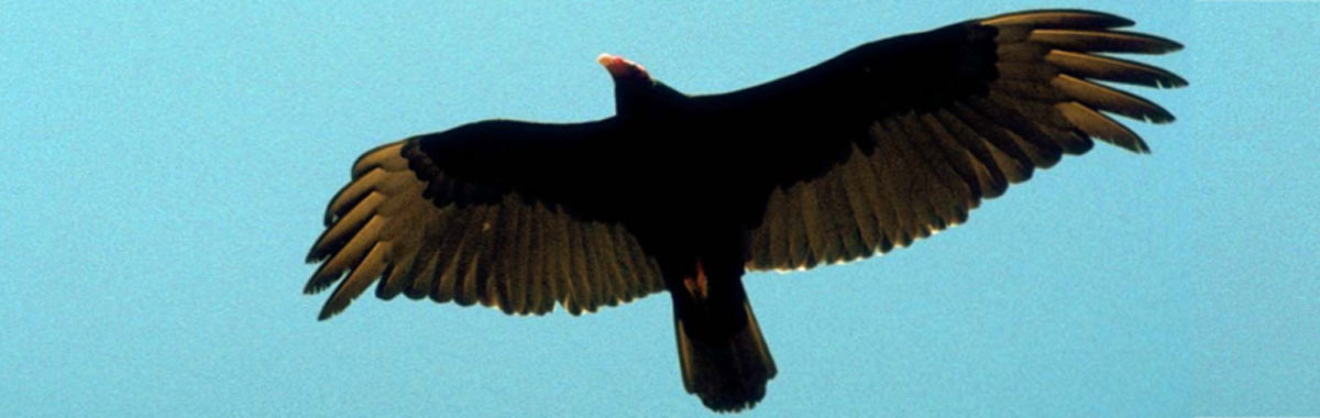 AVIAN ASSESSMENTS banner1