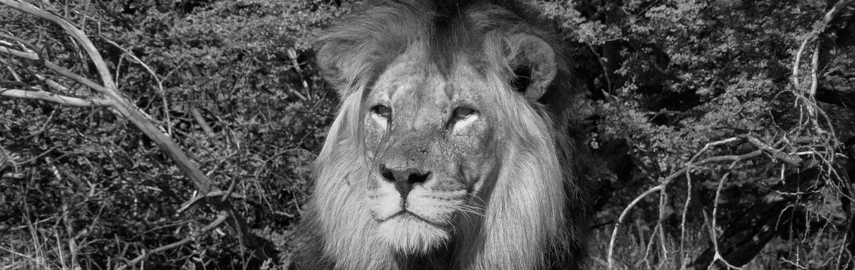 CAMERA TRAP PHOTOS banner1