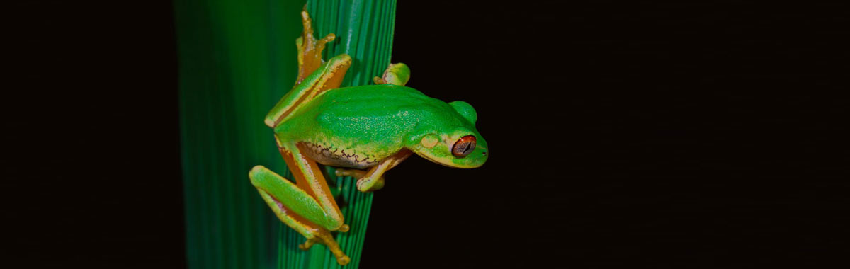 ECOLOGICAL BIODIVERSITY banner1